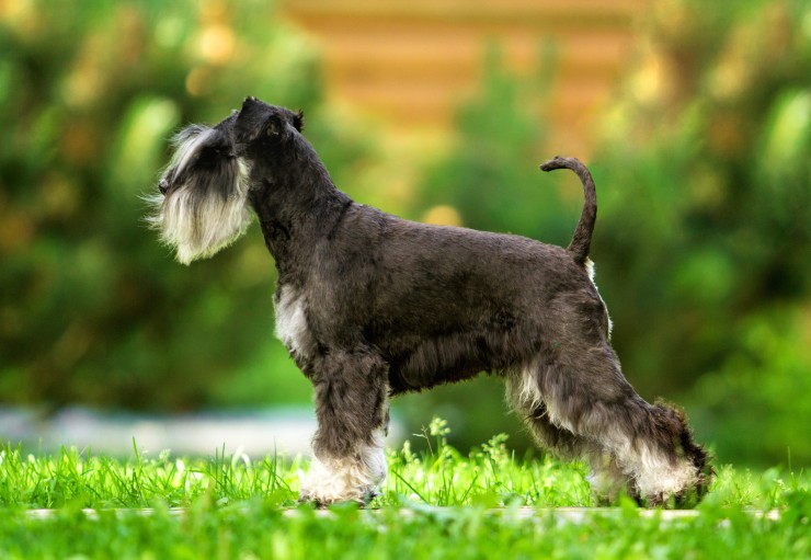Miniature Schnauzer Dog Breed Information