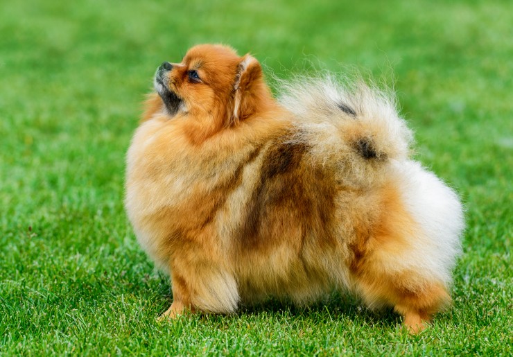 Pomeranian Dog Breed Information