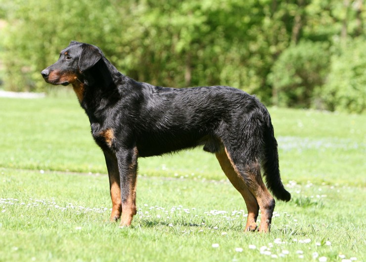 Beauceron Information - Dog Breeds at dogthelove