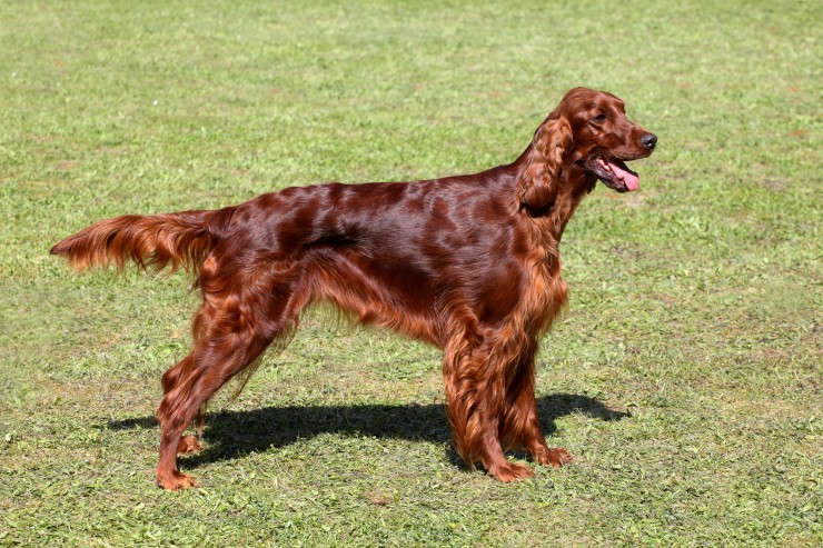 Irish Setter Information - Dog Breeds at dogthelove