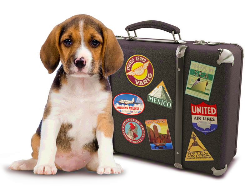 Labeling tips for pet's travel carrier