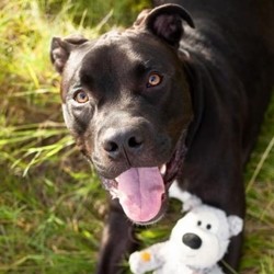 Adopt a dog:Rhino/Terrier / Pit Bull Mix/Male/4 years,Rhino's zest for life is almost uncontainable. Almost! He loves everything about it-the toys, the treats, the training! There's almost nothing that can bring this puppy down.Rhino also knows the ins and outs of living in a house and can't wait to put his skills to the test. This lovable lug has decided to learn how to be the best dog he can be by enrolling in a training program at a local facility. He's learning how to sit and wait calmly, how to play appropriately with toys and to be an overall good boy. With all this foundation, Rhino is ready to move to his very own forever home to show off all the things he's learned. Come meet this great pup!