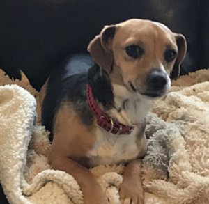 Belair/Jack Russell Terrier / Beagle Mix/Female/4 years