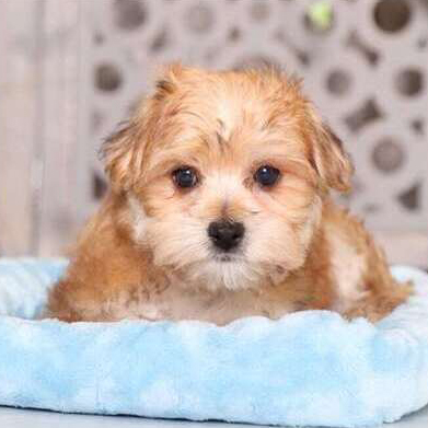 Dandy/Morkie/Male/24 Weeks
