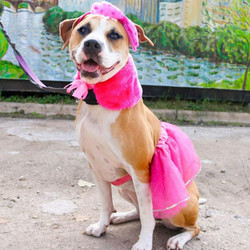 Adopt a dog:Tutu/Mixed Breed / Boxer Mix/Female/Senior,Tutu has the grace and beauty of a prima ballerina and the athleticism of an Olympic star! Whether she's dressing up for a tea party or chasing tennis balls in the play yard, this little lady knows how to have a good time.Somehow she intuitively knows how to make her humans happy - whether that means romping around in the play yards with a big goofy grin on her face or sitting quietly on the bleachers while watching the sun dip under the horizon.