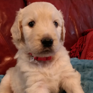 Oskar/Goldendoodle/Male/Inquiry Needed