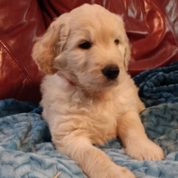 Oskar/Goldendoodle/Male/Inquiry Needed,Oskar is a beautiful Goldendoodle puppy who’s ready to take on the world. He sports a bright personality and carries a beautiful white coat. We’ve poured ourselves into raising this little gem and promise you a puppy that will change your life forever.In addition, Oskar will arrive healthy, well-bred, and pre-spoiled.Hurry! Oskar can’t wait to meet his new family!