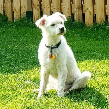 Tikki/Poodle / Bichon Frise Mix/Male/Senior Adopt a dog:Tikki/Poodle / Bichon Frise Mix/Male/Senior,His name is Tikki and he came to the ranch with my 3 companions. Their mommy has pancreatic cancer and couldn't keep them any longer. He would love to have a new home. The ranch is cool but he really wants a mom and dad again. Theywant to make sure their little furry ones are placed in their "forever home" and never have to go through a rehoming again! This little boy is truly one of a kind and she hopes to find a family that is just as special as she is. Don't miss out on making this wonderful boy part of your family!