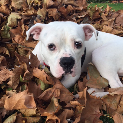 Female American Bulldog Mix is available for adoption