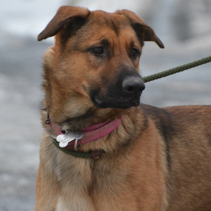 Sabrina/German Shepherd Dog Mix/Female/1 year Adopt a dog:Sabrina/German Shepherd Dog Mix/Female/1 year,Sabrina is a big beautiful spayed female, German Shepherd mix 1-year-old, 70 lbs. She is big and strong and does pull on the leash, she needs some obedience training and someone able to handle large strong active dogs. Sabrina is great with other dogs with proper introduction. She is very sweet and friendly and will be wonderful with children who are 10 years or older (she is big and young and may knock small children down. Wonderful family companion).