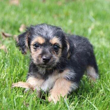 Romeo/Morkie/Male/21 Weeks