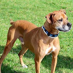Adopt a dog:Carey Grant/Boxer Mix/Male/6 years,Carey Grant loves to run circles in the yard when he gets excited. He is doing well with his leash walking and will even carry it to the door for you when he knows he is going outside! What a smart boy! Grant will do best as the only dog in the house as he becomes very attached to his owner. He loves to hike the trails with his foster dad and loves the outdoors. Grant is a great home alone for a few hours and also is good in a crate if you are gone for the day at work. He is a snuggler and would love someone to lay on the couch with. He loves his people! He is pretty good with other dogs but he does take a little time to warm up if they are not laid back like his foster brother Cooper is. Carey Grant takes it slow and easy in determining if a new dog is going to be his buddy. He will chase cats so let’s not move him into a house with any.