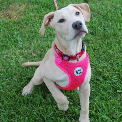 Labrador Retriever Mix/Female/Puppy