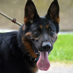Adopt a dog:Ranger/German Shepherd Dog/Male/2 years,Ranger is a very well-bred dog from 100% German bloodlines. He is 2 years old, neutered male. Ranger has had professional training and is very well mannered and obedience trained. He is housebroken and crate trained. He is ok with other friendly or neutral dogs with proper introduction, he is not a dominant dog. Friendly/neutral with strangers, ok with children over 12. In his previous home, he developed some resource guarding behaviors toward the teenage children - we suspect he believed himself "above" them in the chain of command in the family. a safely fenced yard for daily off-leash exercise is preferred. Ranger loves to play ball and is an active young dog, perfect for an active person or family who has experience with the breed and plans for ongoing training and daily off-leash exercise. The higher adoption fee reflects this quality young purebred dog and his training.