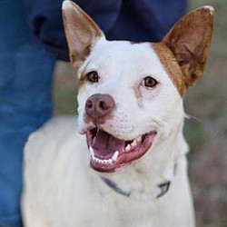 Adopt a dog:Dory/Australian Cattle Dog / American Bulldog Mix/Female/Adult,Dory is ahappy, smiling faced little girl.She comes up to your knees and is just the right size - not toobig, not too littleand ready to have some fun playing with you. She was taken in and spayed and grew up a little, but we found she was just pushyand too much energy for theolder siblingsat the foster home. Sometimes the young whippersnapper dogs can do that and it creates a bit of a problem in the pack of dogs at the house.She does well with inside cats and with horses but wants to be top dogwith the dogs. Maybe she just needs to bean only dog.She responds well to training, although sometimes she'd like to be the one training you. She loves to be lovedon and told how pretty and sweet she is. She is ready to find that perfect family or person to share her life with. Could that be you!?