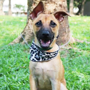 Alex/Shepherd / FMD Mix/Male/Young