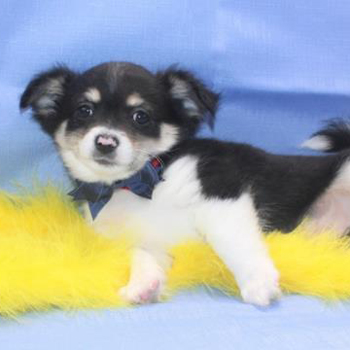 Yogi/Chihuahua/Male/10 Weeks