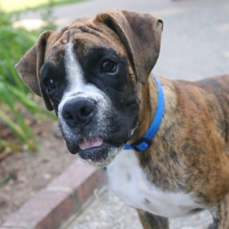 Forbes/Boxer/Male/23 Weeks
