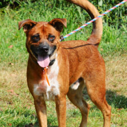 Adopt a dog:Rusty/Boxer / German Shepherd Dog Mix/Male/2 years,Rusty was pulled from a kill shelter - he is a friendly guy, very good-natured and fine with other friendly neutral (not dominant or overly submissive) dogs with proper introduction. He is best with a larger breed of female dogs. He is about 50 lbs and about 2 years old. He is good looking, active, smart - he would love a home where he can be active with his owner - he would love running, hiking, riding in the car, frisbee, or dog sport like agility! Wonderful active family companion.