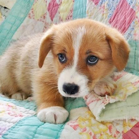 Halsey/Pembroke Welsh Corgi/Male/8 Weeks