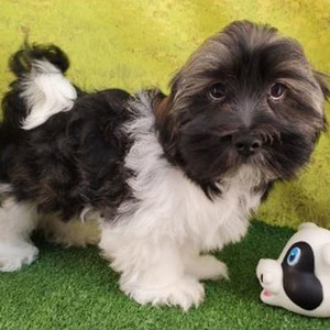 Indiana/Havanese/Male/15 Weeks