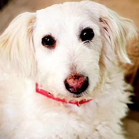 Poodle / Terrier Mix/Female/2 years