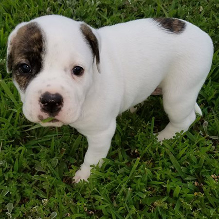 Kaylar/American Bulldog/Female/39 Weeks Kaylar/American Bulldog/Female/39 Weeks,Kaylar is a picture-perfect American Bulldog puppy, complete with a brindle eye patch. She is on the reserved side and super adorable. She will make a great companion and family protector. Her sire is Sr Grand Champion Cadillac Escalade, and the dam is our Wesson's Black Diamond Gem. Both parents come from excellent working and show lines, as well as exceptional hip test scores.