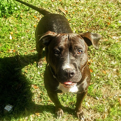 Adopt a dog:Hattie/Pit Bull Terrier Mix/Female/Adult,Hattie is a Pit mix, current on age-appropriate vaccinations & microchipped. Hattie is an active, friendly, sweet girl, good in the car & she’s working on learning her basic commands. Hattie is good with other dogs but hasn’t been around very small dogs/dogs smaller than 45lbs. Please consider opening your heart & home to Hattie.Act now before you miss out on this little girl.