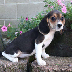 Cuddles/Beagle/Female/19 Weeks,Meet Cuddles! She is an adorable Beagle puppy with large eyes and cute floppy ears. This pup is being raised with children and is used to other animals too. Cuddles is not only up to date on vaccinations and dewormer, but she is also microchipped and comes with a 30-day health guarantee provided by the breeder. Don't miss out! Puppy kisses are waiting!