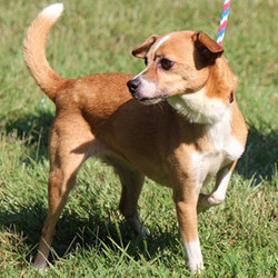 Adopt a dog:Gypsy Girl/Chihuahua Mix/Female/Adult,Gypsy Girl is a 4-year-old, 15-pound Chihuahua mix. She wears a short coat of red/tan and white with an especially fetching white tip on her tail. She is gentle and loving, good with other dogs and people, and, although she can be a bit shy when she first meets you, she comes around quickly and looks up at you with loving eyes. She's a fine little girl!
