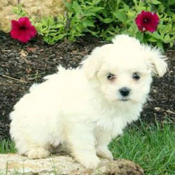 Pepper/Coton de Tulear/Male/18 Weeks,Pepper is a Coton de Tulear puppy who is being family raised with children and is well socialized. He is vet checked, up to date on vaccinations and dewormer plus comes with a health guarantee provided by the breeder. Pepper is very playful and fun, he is ready to be part of your family. For more information about welcoming Pepper into your home, call the breeder today!
