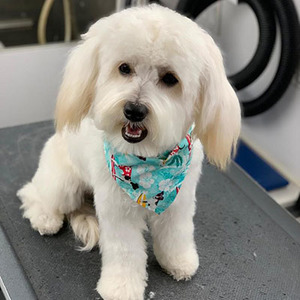 Kylo/ Maltese Mix/Male/Puppy