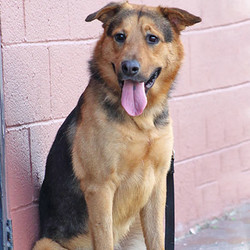 Adopt a dog:Smiley von Stendal/German Shepherd Dog Mix/Male/Young,Smiley von Stendal is a very handsome and goofy 12-month-old Shepherd mix. His pictures show how he got his name; in fact, in some, he looks like he is laughing! This boy registers medium on both the size and energy scale. With his zest for life and ever-wagging tail, Smiley would delight in accompanying you to Home Depot or Pet Smart, because making new friends is his favorite hobby. At home, he will follow you around to make sure you are doing your chores properly. Our carefree boy loves his walks in the outside world and sometimes pulls on the leash, a behavior easily correctable via the free group obedience session that comes with his adoption. Smiley portrays himself as “top dog” in canine playgroups and conveys his confidence to pushy pups early on; he gets along best with submissive dogs who accept his bravado. Come meet and adopt this fun boy and your 2019 is bound to overflow with happiness-plus!