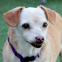 Adopt a dog:Tito/Chihuahua Mix/Male/Senior,Tito is a sweet senior boy that somehow ended up in the LA City shelter system. He was transferred to San Gabriel in hopes that he will have a better chance to find a good home. Tito seems to have had a challenging life - he has some stiffness in his joints that slow down the pace of his walks, but he does enjoy getting out of the kennel and taking a gentle stroll to the park. After a few minutes, he starts to smile and sniff the grass and seems to have a good time. He is independent, yet loyal; he has demonstrated that he likes to keep a close eye on his friends by following them around. He has also shown that he is curious about other dogs. From our experience, he is cordial around others as long as they don't get too pushy. Tito has a calm personality and would make a lovely companion to an older person or couple with a relaxed lifestyle. Tito is not demanding, but he would appreciate a loving home where he can live out his senior years in comfort. If you or someone you know is looking for a gentle soul to share your life, come and meet sweet Tito.