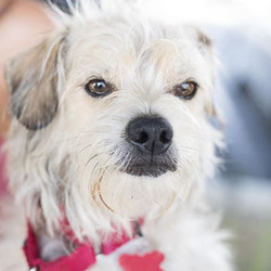 Adopt a dog:Campion/Terrier Mix/Male/Young,This beautiful boy was dumped by an owner who had too many dogs. Their loss; our gain. He is a loving, to the point of being the clingy, sweet boy who likes to be petted and picked up. Campion takes a little while to warm up to new situations so he may have separation anxiety at first in a new home. Campion is people and dog-friendly and very playful. He favors his front leg and it feels like there's a soft mass in there so it may be an old injury. He doesn't appear to have any pain but he doesn't always put weight on the leg. Campion is housetrained and is a major cuddle bug who craves attention. He's fine with cats.
