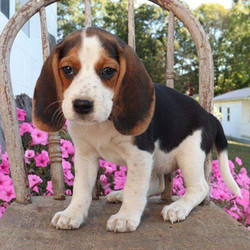 Daisy/Beagle/Female/14 Weeks,Daisy is a cute Beagle puppy who has big ears and big eyes. This pup is being raised on a farm and loves playing with children. Daisy is up to date on shots and wormer plus the breeder provides a health guarantee for Daisy. To meet this playful pup, call the breeder today!