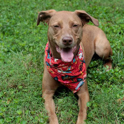 Adopt a dog:Roxy/Weimaraner / Labrador Retriever Mix/Female/Adult,Roxy is a sweet, affectionate, gal. She loves to run and play, but she is also good at just relaxing and hanging out. She adores playing with her toys, fetching balls, and playing tug of war with her humans or canine siblings. Roxy also loves to snuggle on the couch with her people. Whether she's snuggling up to her favorite person or playing with her fellow pups, this cutie has a great time. Roxy gets a little nervous meeting new people. Her excitement can sometimes be a little noisy at first, but she settles quickly and then wants to be best friends. She's incredibly smart, trainable, and responsive to her name and correction, and she already knows words like "sit," "stay," "wait," "look," "leave it", "find it", "drop it", "hug", "place", "down", "off", "crate", "touch" and "come." Roxy finds the whole world extremely exciting and tends to get overwhelmed by a lot of stimulation. She'd do best in a quieter suburban area where this is less action. Apply today to meet Roxy!