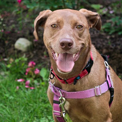 Adopt a dog:Roxy/Weimaraner / Labrador Retriever Mix/Female/Adult,Roxy is a sweet, affectionate, gal. She loves to run and play, but she is also good at just relaxing and hanging out. She adores playing with her toys, fetching balls, and playing tug of war with her humans or canine siblings. Roxy also loves to snuggle on the couch with her people. Whether she's snuggling up to her favorite person or playing with her fellow pups, this cutie has a great time. Roxy gets a little nervous meeting new people. Her excitement can sometimes be a little noisy at first, but she settles quickly and then wants to be best friends. She's incredibly smart, trainable, and responsive to her name and correction, and she already knows words like "sit," "stay," "wait," "look," "leave it", "find it", "drop it", "hug", "place", "down", "off", "crate", "touch" and "come." Roxy finds the whole world extremely exciting and tends to get overwhelmed by a lot of stimulation. She'd do best in a quieter suburban area where this is less action. Apply today to meet Roxy!