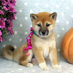 Elizabeth/Shiba Inu/Female/12 Weeks,Elizabeth is a well-socialized Shiba Inu puppy that loves to explore and is ready for a new adventure. This happy pup can be registered with the ICA, plus comes with a health guarantee provided by the breeder. She is vet checked and up to date on shots and wormer. To learn more about this friendly pup, please contact the breeder today!