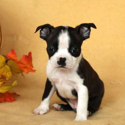 Eddie/Boston Terrier/Male/12 Weeks,Meet Eddie, a cute Boston Terrier puppy who has been family raised with children. This playful pup is vet checked, up to date on vaccinations and comes with a health guarantee provided by the breeder. Eddie can be registered with the ACA and his perky personality will steal your heart! If you are interested in meeting Eddie, contact the breeder today!
