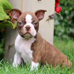 Fancy/Boston Terrier/Male/14 Weeks,Fancy is a stunning Boston terrier puppy that will surely turn heads. This expressive boy is family raised around children that spoil him with love! Fancy is vet checked and up to date on shots & wormer. He can also be registered with the ACA and comes with a 6-month genetic health guarantee provided by the breeder! If this perfect pup is the one for you, please contact the breeder today!