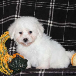 Gizmo/Bichon Frise/Male/15 Weeks,Gizmo is a cute and fluffy Bichon Frise pup who can't wait to check out the digs at his forever home. This little fellow is raised around children and is ready for all the attention he is going to receive from his new family. Vet checked, current with shots and wormer and having a health guarantee from the breeder, Gizmo is ready to be welcomed home!