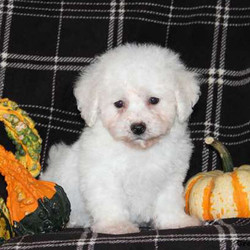 Gizmo/Bichon Frise/Male/15 Weeks,Gizmo is a cute and fluffy Bichon Frise pup who can't wait to check out the digs at his forever home. This little fellow is raised around children and is ready for all the attention he is going to receive from his new family. Vet checked, current with shots and wormer and having a health guarantee from the breeder, Gizmo is ready to be welcomed home!