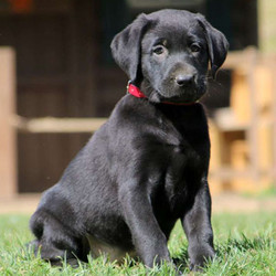 Saphra/Labrador Retriever/Female/12 Weeks,Saphra is a sharp-looking Black Labrador Retriever puppy that would love to snuggle up to you this fall! This sweet gal is family raised with kids and spoiled with love and attention. Saphra is vet checked and up to date on shots and wormer. She can also be registered with the ACA and comes with a 6-month genetic health guarantee provided by the breeder! If this perfect pup is the one for you, please contact the breeder today!