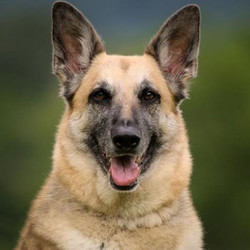 Adopt a dog:Jazzie/ German Shepherd Dog /Female/Adult,Jazzie ~ Available...Jazzie is a gorgeous, black and tan, female German Shepherd Dog. She is approximately 7 years old and weighs around 80 pounds. She has a moderate energy level and is crate-trained and housebroken. She is very active and would make a great running/walking partner. She is good with kids but would be happiest in a quiet home with no small children. She is good with other dogs but is not good with cats.