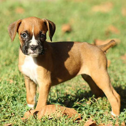 Tabby/Boxer/Female/12 Weeks,Tabby is a friendly Boxer puppy with a sweet personality. This fun-loving gal is vet checked and up to date on shots and wormer. She can be registered with the AKC, plus comes with a health guarantee provided by the breeder. Tabby is very outgoing and is ready to bounce her way into your heart and home. To learn more about this charming pup, please contact the breeder today.