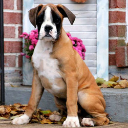 Survivor/Boxer/Male/18 Weeks,Survivor is a sweet Boxer puppy who has been family raised with children. This sharp looking guy is vet checked, up to date on vaccinations and comes with a 6-month genetic health guarantee provided by the breeder. The survivor can be registered with the AKC and his mother is Riehl's family pet. If you are looking for a well-socialized pup with a sturdy frame than look no further! To bring this boy into your family, contact the breeder today!