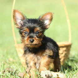 Mason/Yorkshire Terrier/Male/13 Weeks,Say hello to Mason! He's a tiny Yorkshire Terrier puppy that can't wait to cuddle up with you! Mason is family raised and spoiled like no other, both of his parents live on-premise and would love to meet you. He is vet checked and up to date on shots and wormer. He can also be registered with the ACA and comes with a health guarantee provided by the breeder! To welcome this frisky pup into your home, please contact the breeder today!