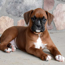 Abby/Boxer/Female/12 Weeks,Abby is a sweet Boxer puppy that can't wait to go on an adventure with you! This adorable pup is family raised with kids and gets all the attention. Abby is vet checked and up to date on shots and wormer. She can also be registered with the ACA and comes with a health guarantee provided by the breeder. You'll enjoy meeting the mom of the litter that is the family's beloved pet. If this gorgeous pup is the one for you, please contact the breeder today!