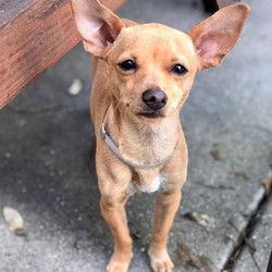 Adopt a dog:Pipa/Chihuahua / Miniature Pinscher Mix/Female/Young ,Meet Pipa!Pipa may be little, but she is mighty. She loves to see the world from the comfort of someone’s lap as well as sunbathe anywhere she can find a good spot, but is also very feisty! Pipa is her best self when she has a dog sibling in the house to wrestle and play with. She has a strong preference for large dogs (especially pit bulls) because they are fun to climb on. Her size dogs are just a little too easy to bully with her fiery spirit. If you and your resident dog are looking to expand your family with a big dog personality in a small package, please apply for Pipa!